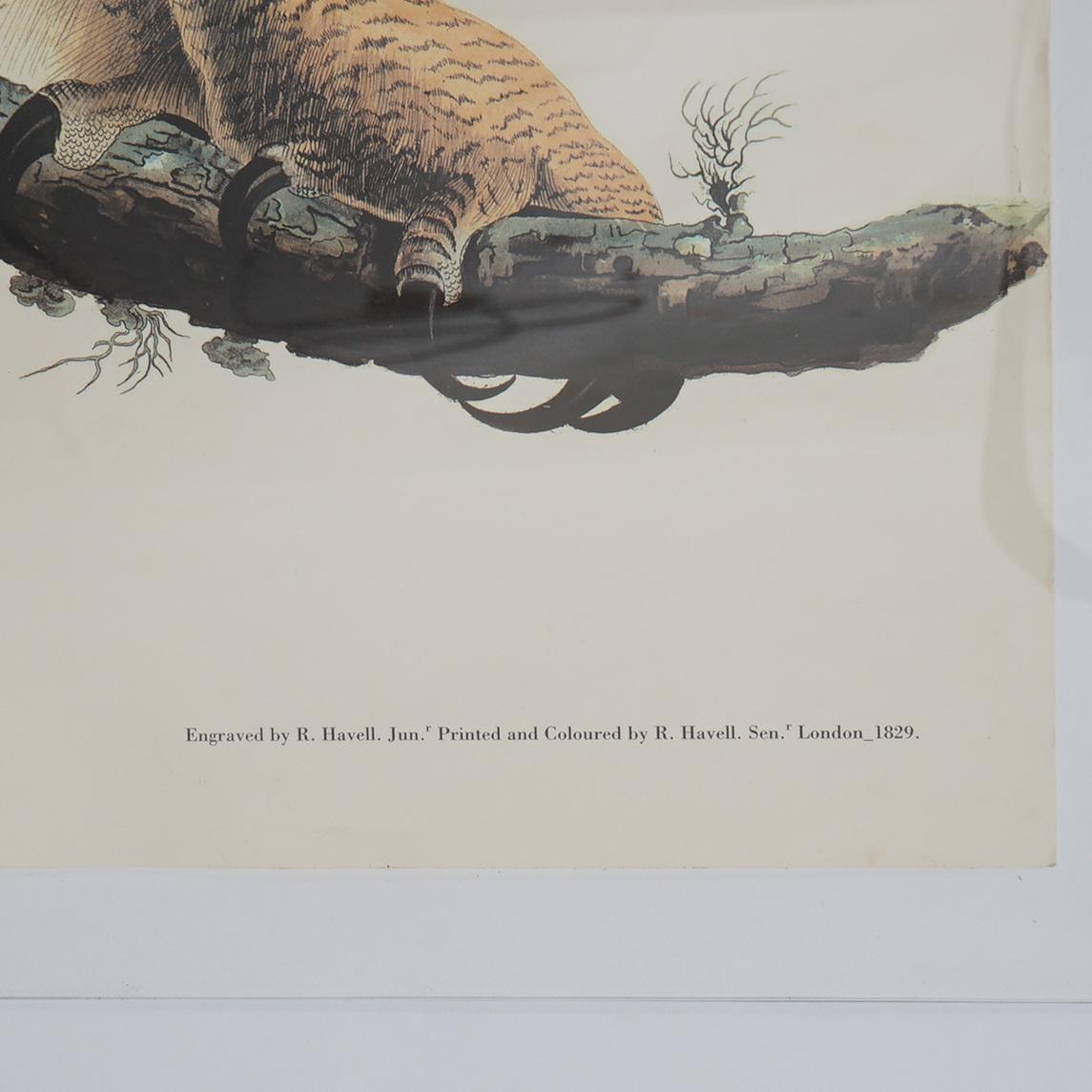 20th Century R. Havell Elephant Sized Audubon Print of Great Horned Owls C1999 For Sale