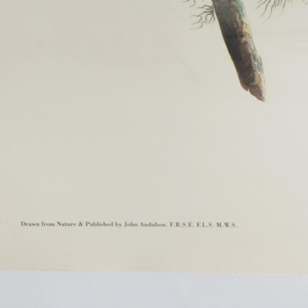 R. Havell Elephant Sized Audubon Druck von Great Horned Owls C1999 im Angebot 1