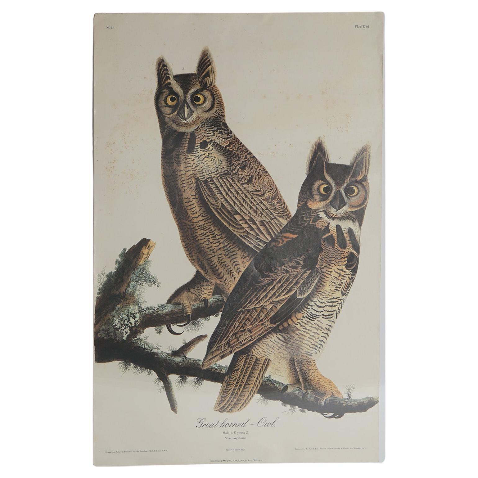 R. Havell Elephant Sized Audubon Print of Great Horned Owls C1999 For Sale