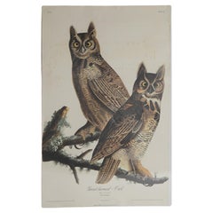 R. Havell Elephant Sized Audubon Print of Great Horned Owls C1999