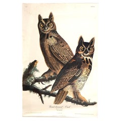 R. Havell Elephant Sized Audubon Print of The Great Horned Owl, Plate 61, C1999