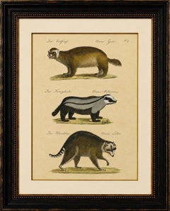 Raccoon, Honey Badger & Wolverine, Brodtmann Lithograph, 1816