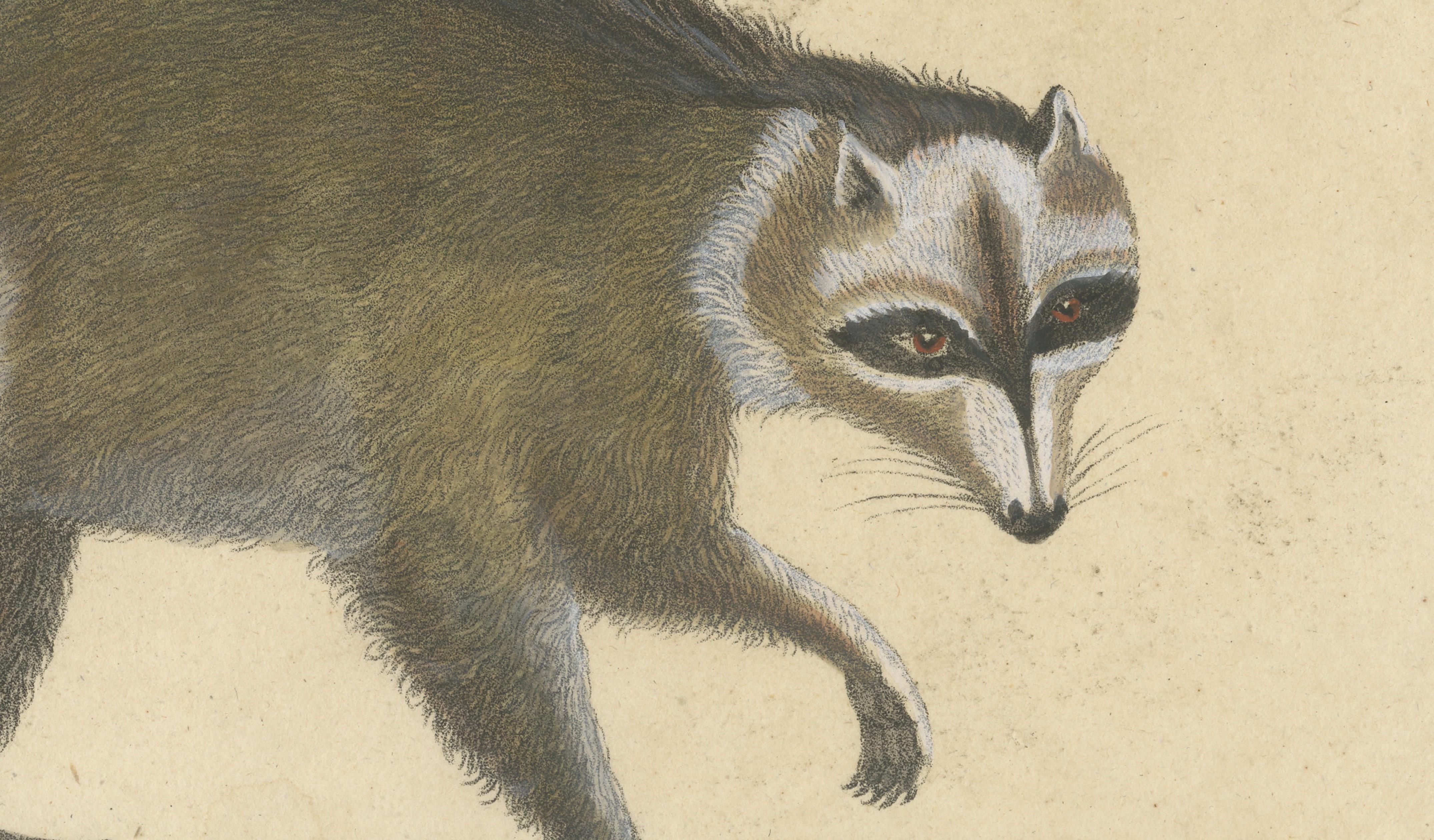 Raccoon, Honey Badger & Wolverine, Brodtmann Lithograph, 1816