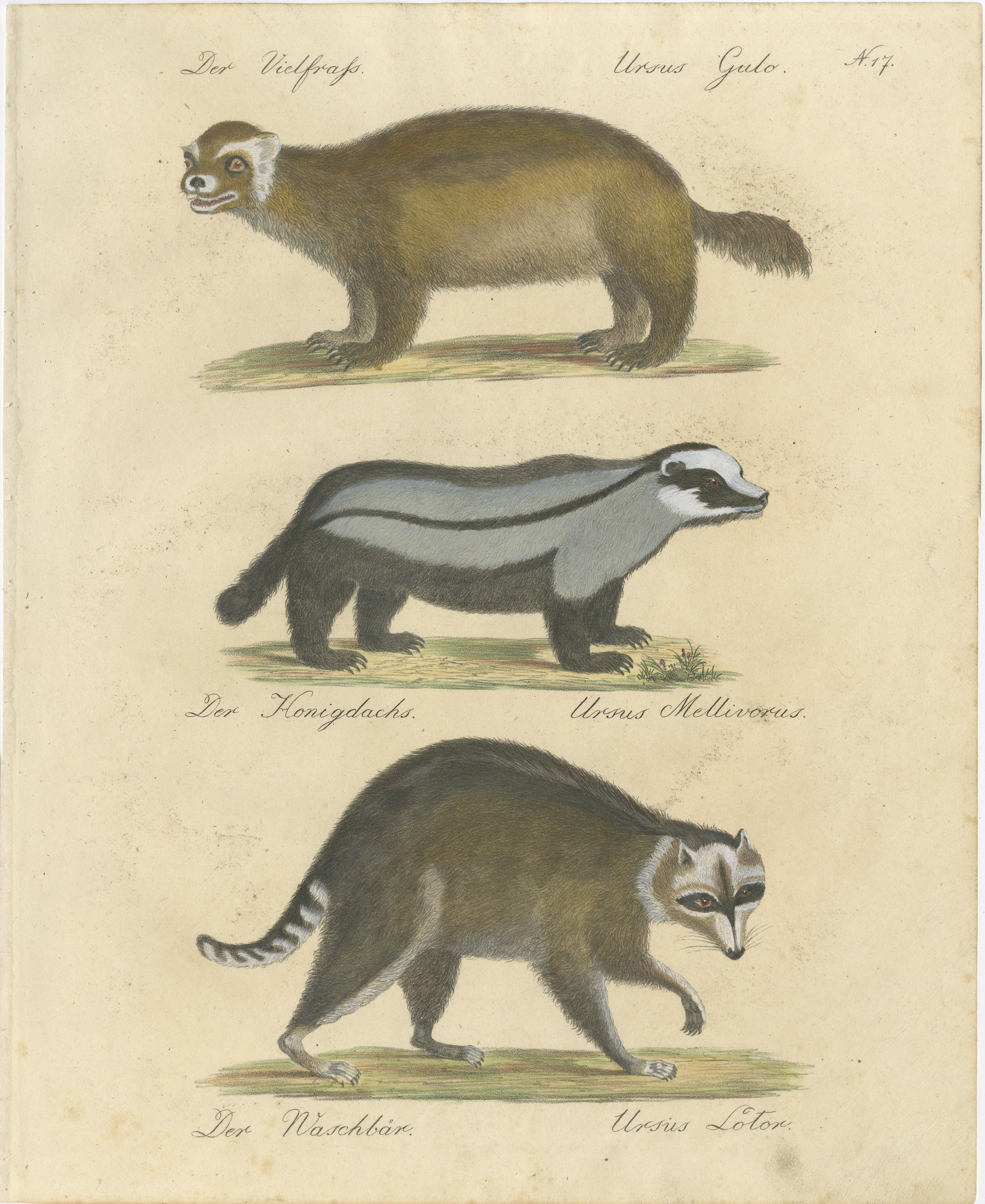 Raccoon, Honey Badger & Wolverine, Brodtmann Lithograph, 1816