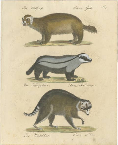 Raccoon, Honey Badger & Wolverine, Brodtmann Lithograph, 1816