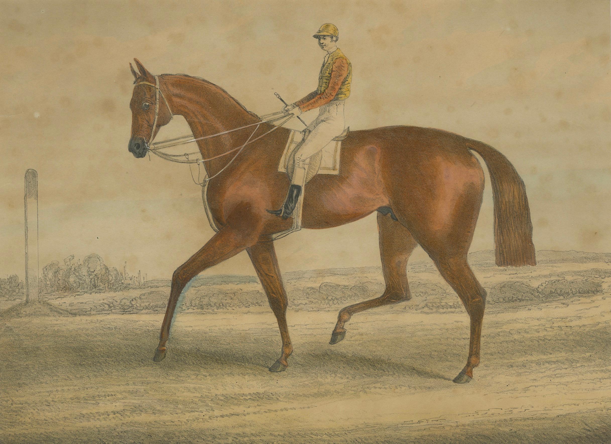 Rennpferd mit Jockey - Handkolorierte Lithographie aus dem 19. Jahrhundert, Britische Schule (Papier) im Angebot