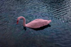 Pink Swan
