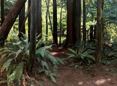 Redwoods und Ferne