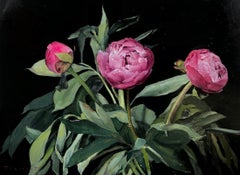 "Three Magenta Peonies" contemporary realist oil painting pink flowers on black