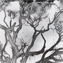 "Celebrations" a solarized photograph of branches by Rachell Hester