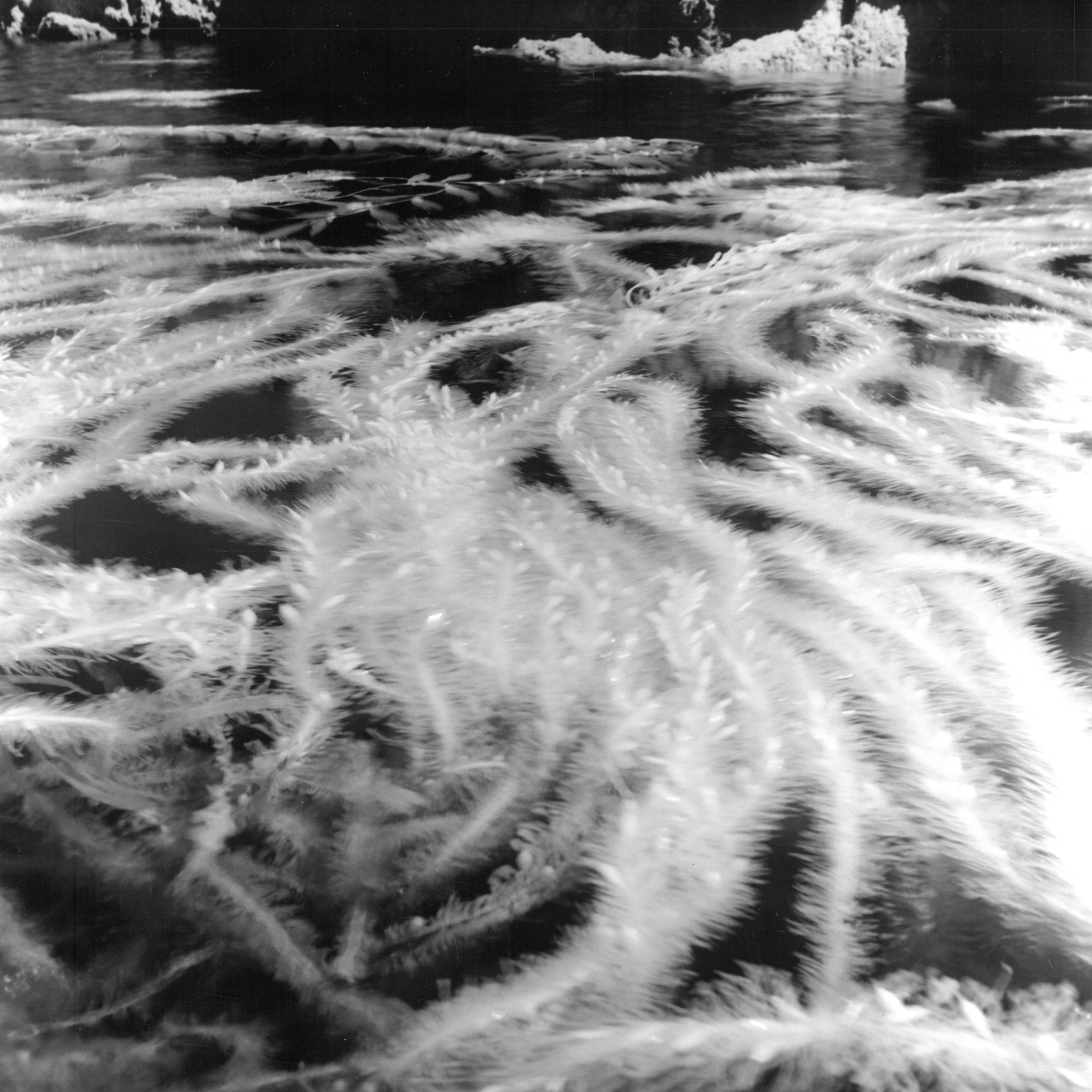 Rachell Hester Black and White Photograph – „In the Breeze“ Eine Infrared-Silber-Gelatinefotografie von Seaweed und dem Ozean