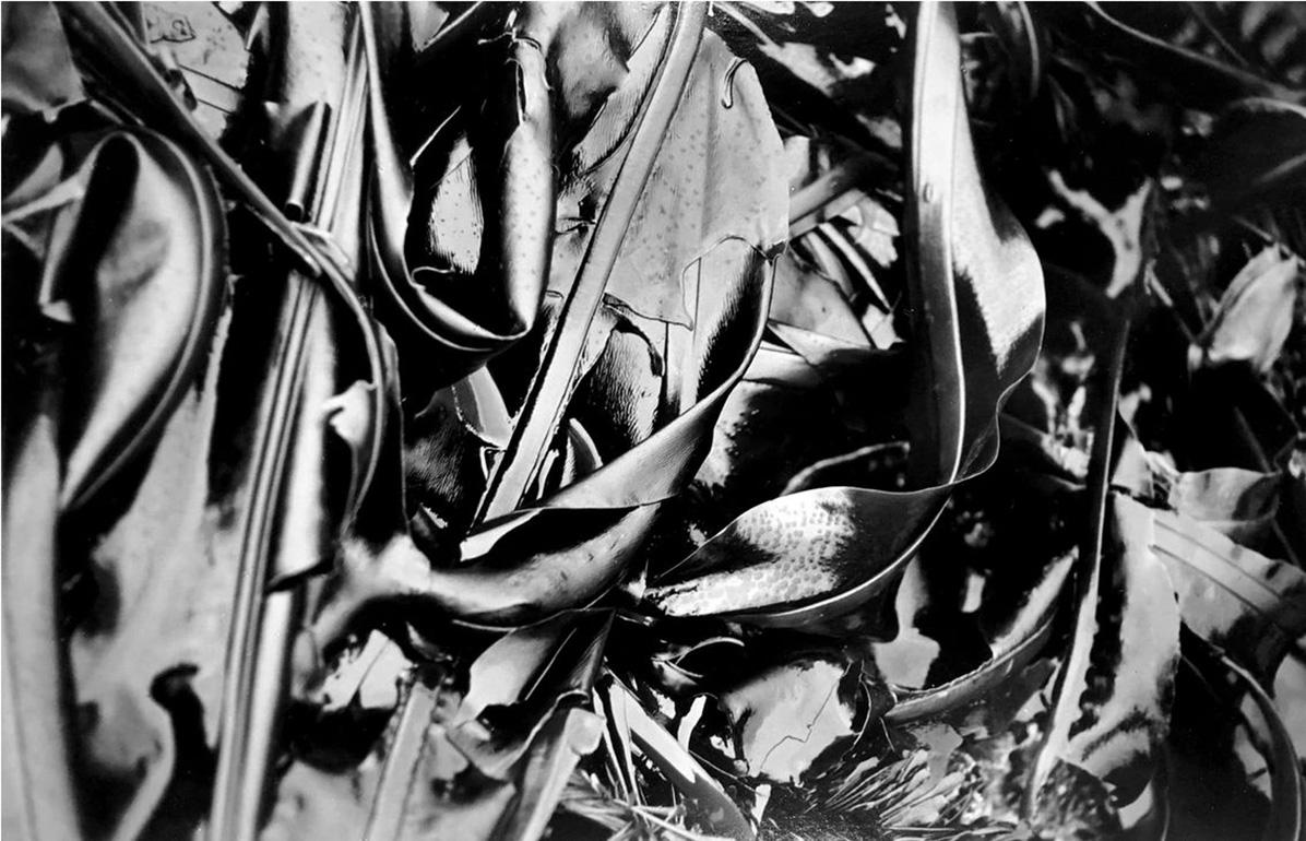 Rachell Hester Black and White Photograph - "Wet Leather III" 15"x12"-A Sultry, Sensual Silver Gelatin Photograph of Seaweed