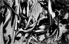 "Wet Leather III" 15"x12"-A Sultry, Sensual Silver Gelatin Photograph of Seaweed