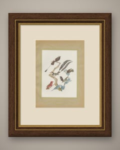 Racket-Tailed Motmots and Kingfishers, Brazilian Bird Print, Descourtilz, 1944