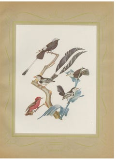 Racket-Tailed Motmots and Kingfishers, Brazilian Bird Print, Descourtilz, 1944