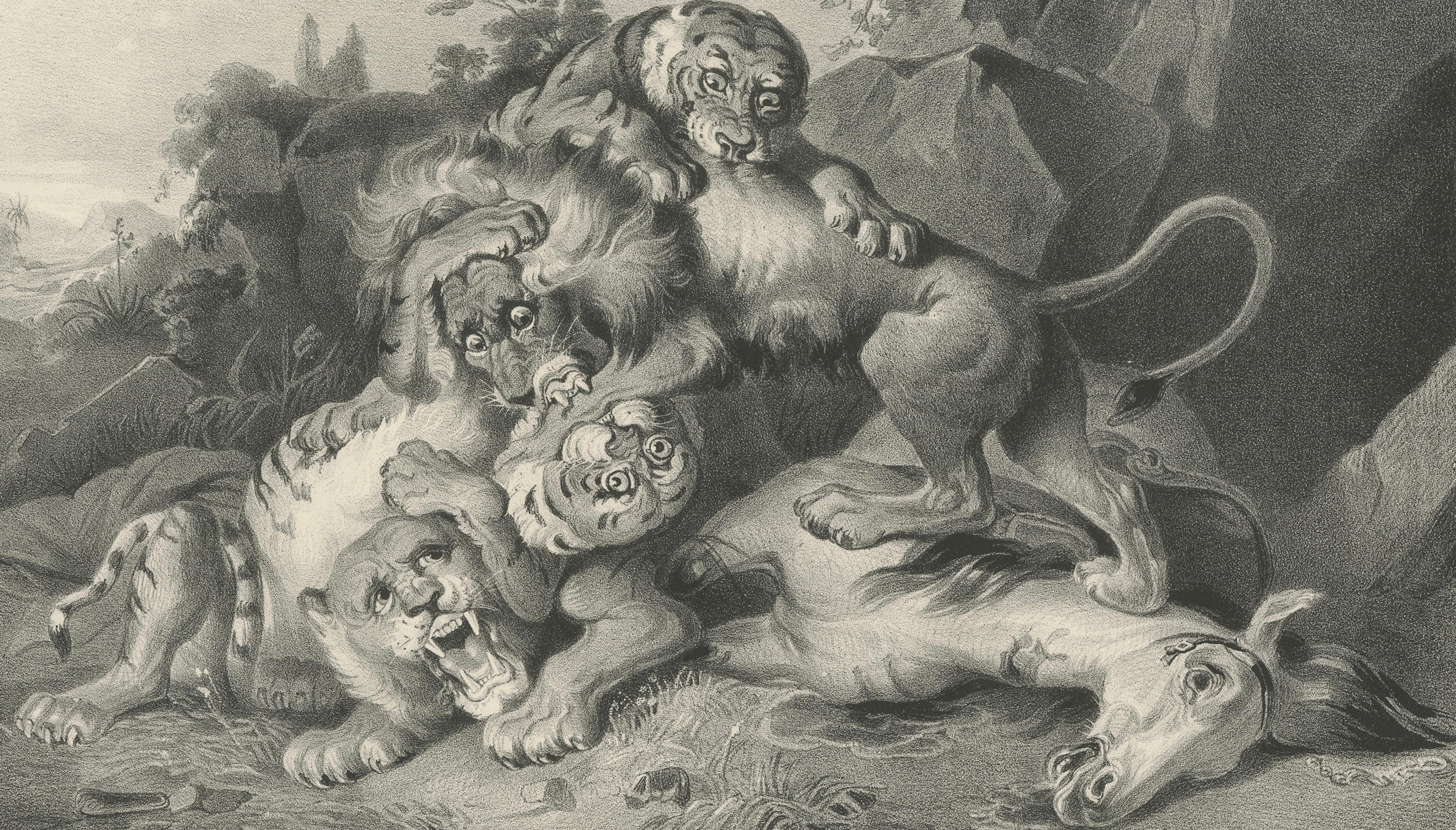 Raden Saleh Tigers & Lions Fight Horse Lithograph, The Hague c.1845