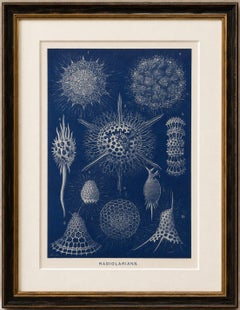 Radiolarians – Blue Scientific Natural History Plate from Lydekker, 1896