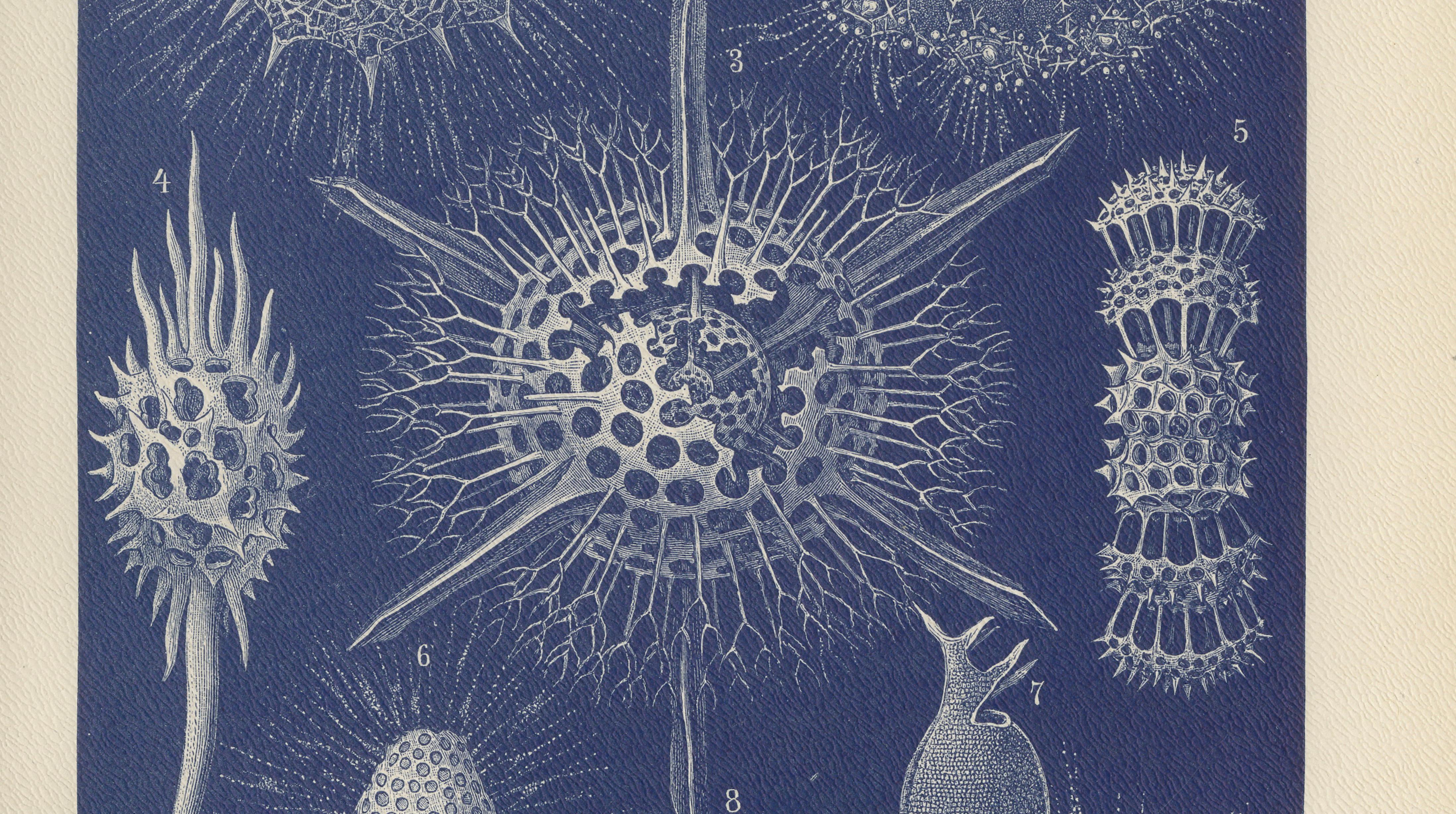 Radiolarians – Blue Scientific Natural History Plate from Lydekker, 1896