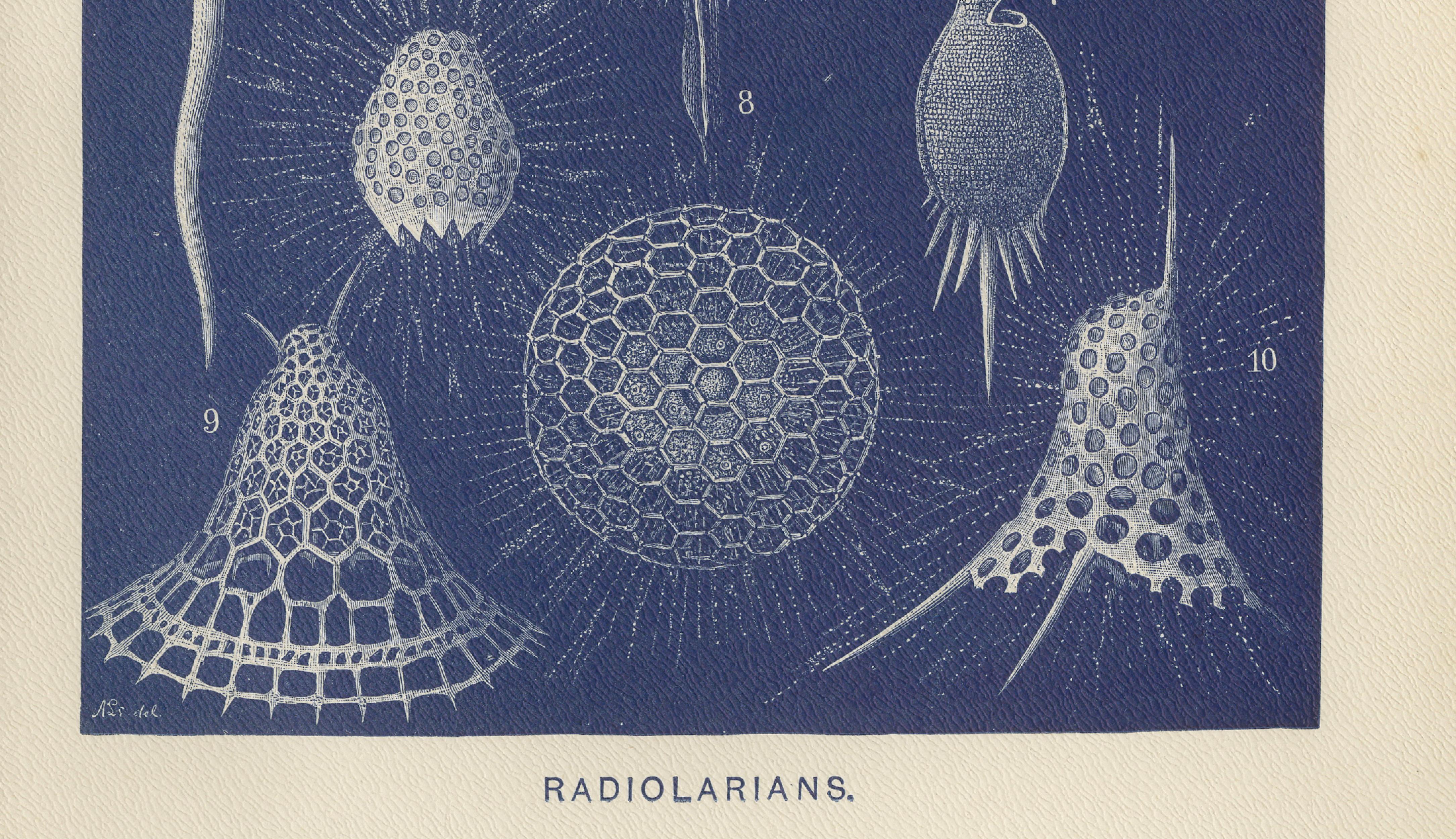 Radiolarians – Blue Scientific Natural History Plate from Lydekker, 1896