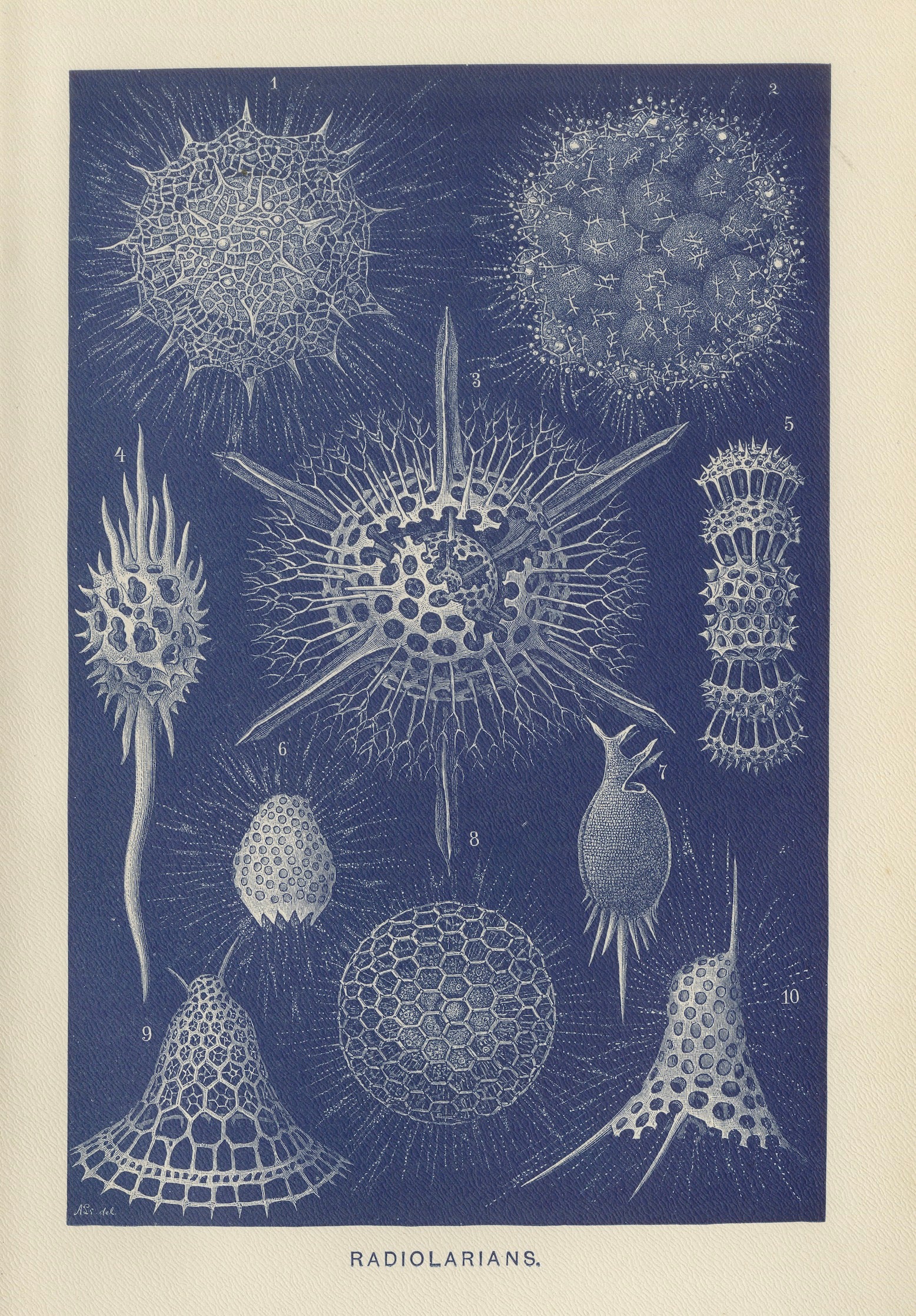 Radiolarien – Blaue naturkundliche Tafel aus Lydekker, 1896