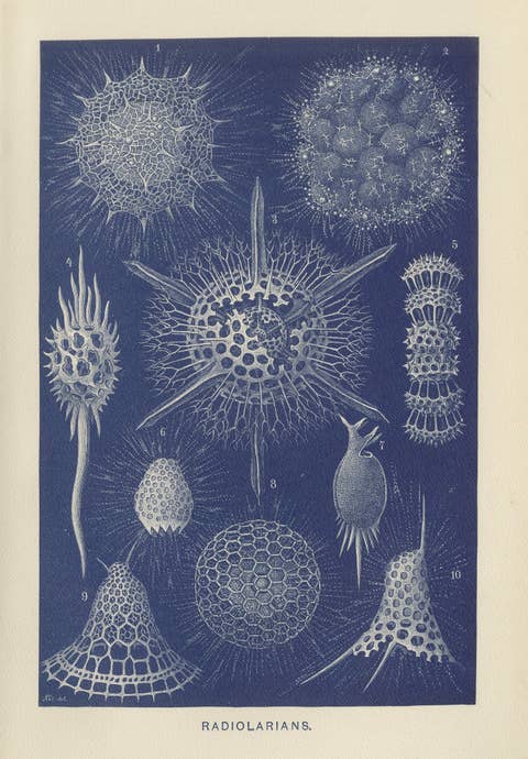 Radiolarians – Blue Scientific Natural History Plate from Lydekker, 1896