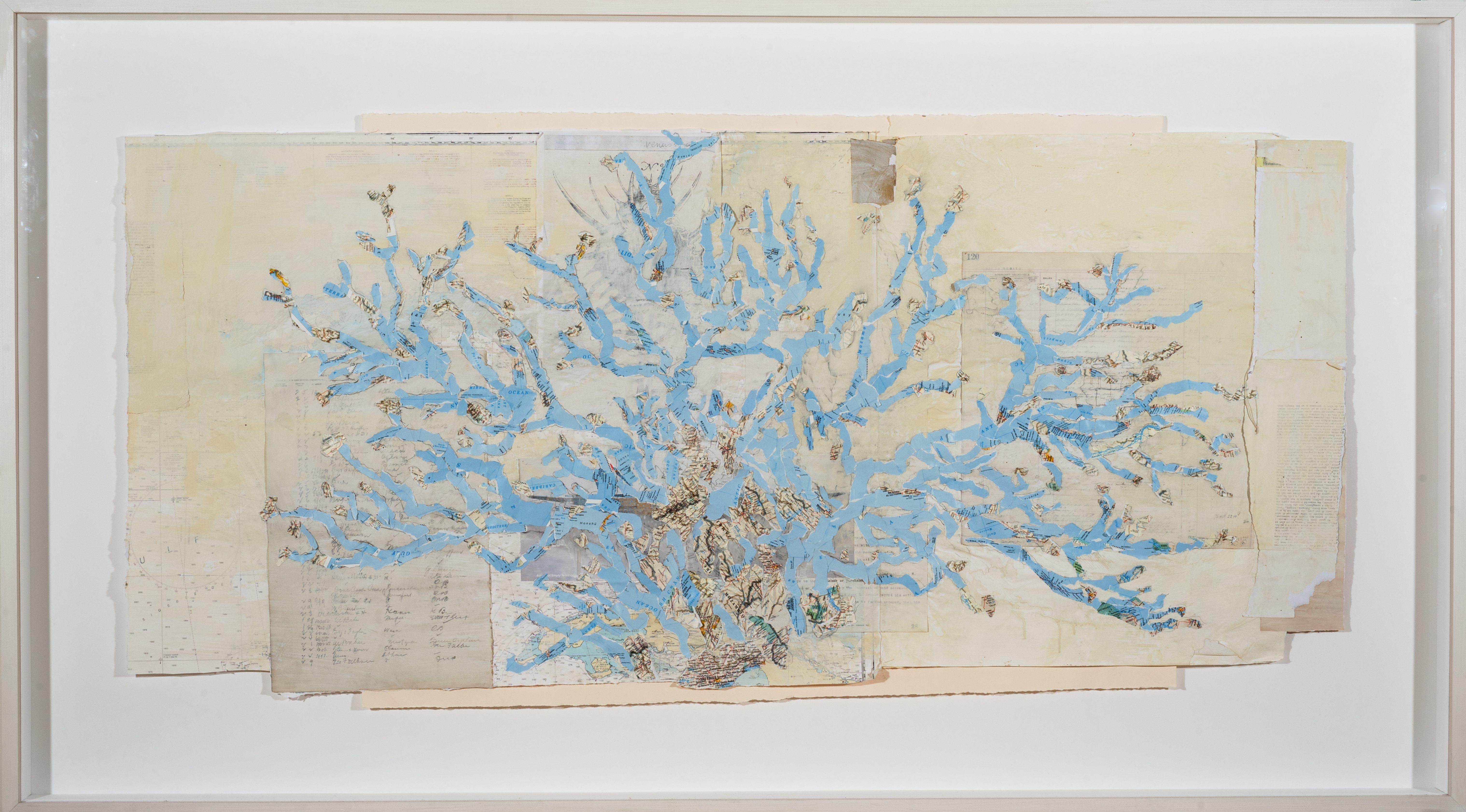 Blue Coral Study