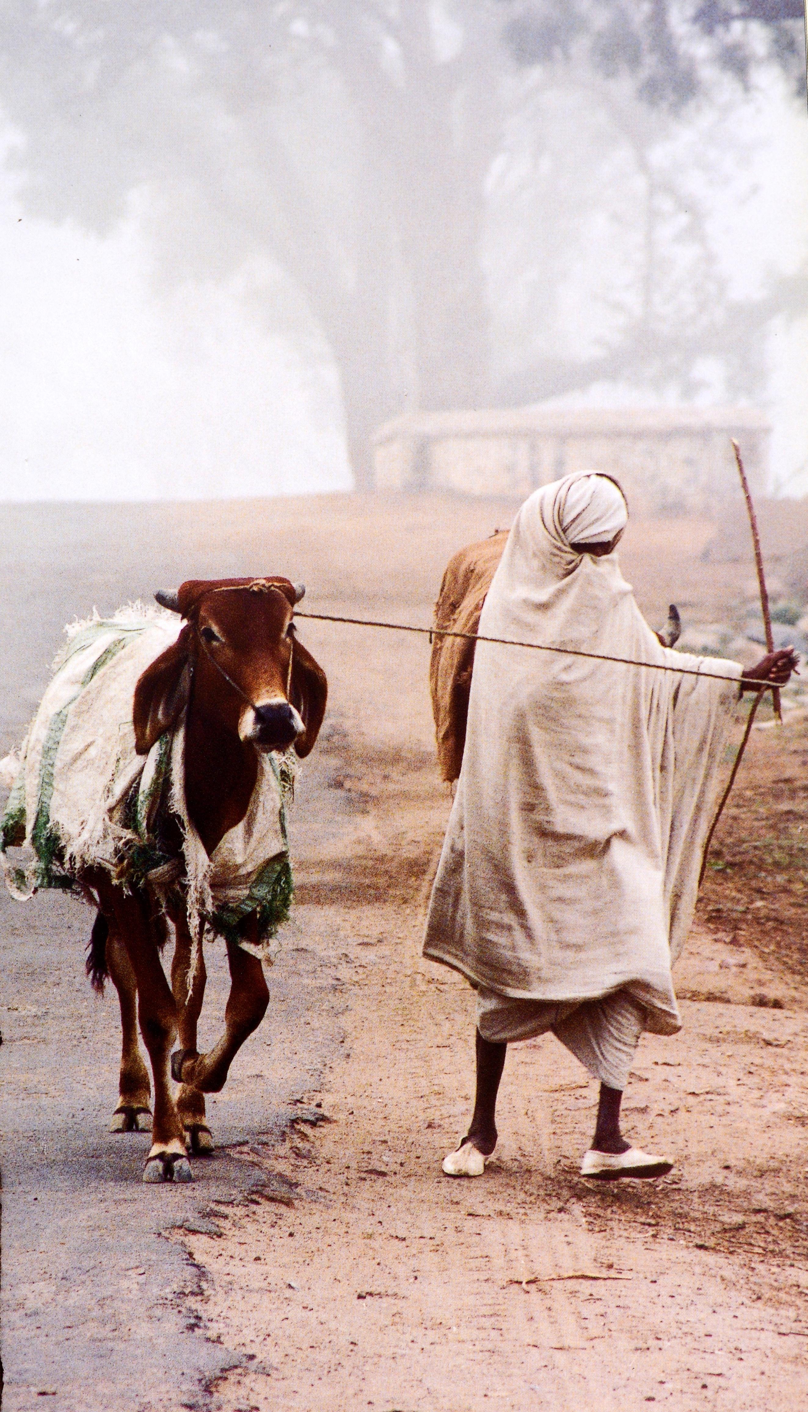 Rajasthan by Pauline Van Lynden. Published by Assouline Publishing, 2003. 1st Ed hardcover with dust jacket. 