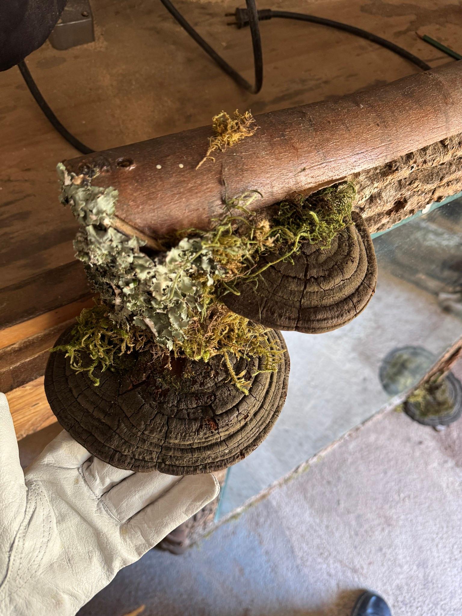 Hand-Crafted Raleigh Adams  Woodland Mirror For Sale