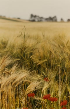 Rotes Mohnfeld, Bourgogne