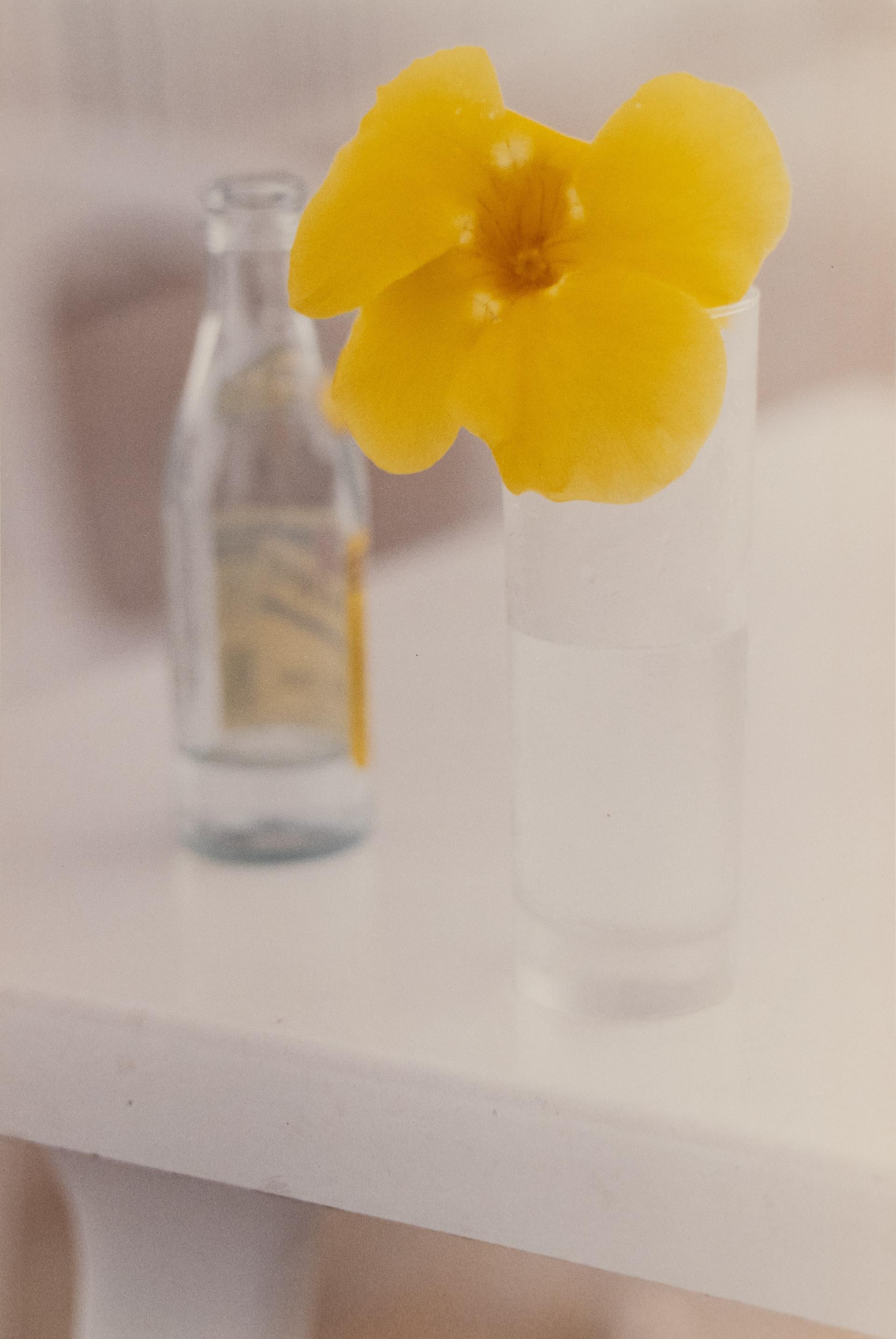 Yellow Flower, St. Barts - Photograph by Ralph Gibson