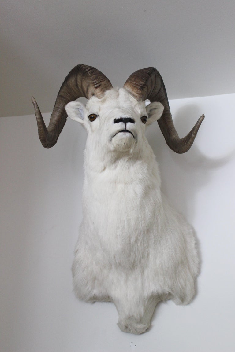 Ram Taxidermy Wall Mount at 1stDibs wall mount taxidermy, ram