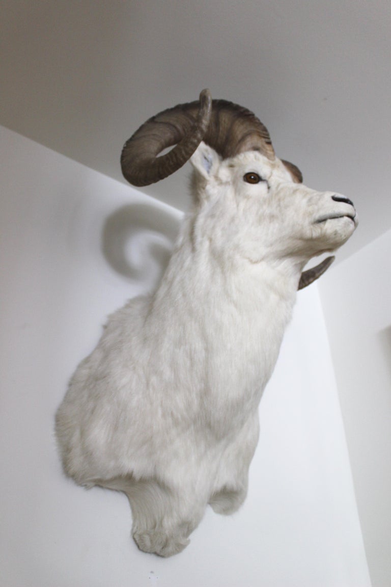 Ram Taxidermy Wall Mount at 1stDibs wall mount taxidermy, ram