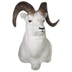 Ram Taxidermy Wall Mount