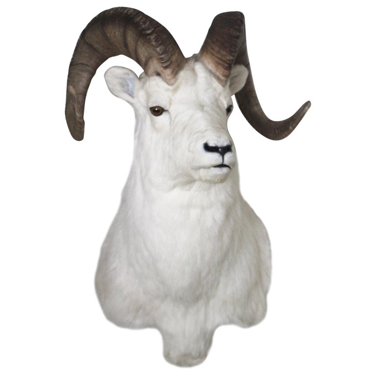 Ram Taxidermy Wall Mount at 1stDibs wall mount taxidermy, ram