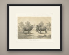 Rambouillet Merino Ram and Ewe of 1786, Antique Sheep Print, 1873