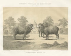 Rambouillet Merino Ram and Ewe of 1786, Antique Sheep Print, 1873