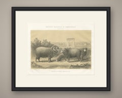 Rambouillet Merino Rams and Ewes of 1873, Antique Sheep Print
