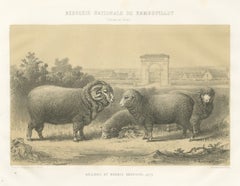 Rambouillet Merino Rams and Ewes of 1873, Antique Sheep Print