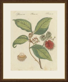 Branche de ramboutan, gravure antique de Bertuch, vers 1810