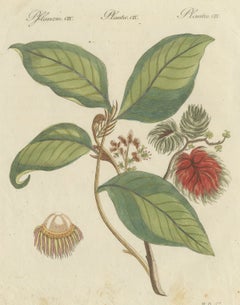 Branche de ramboutan, gravure antique de Bertuch, vers 1810