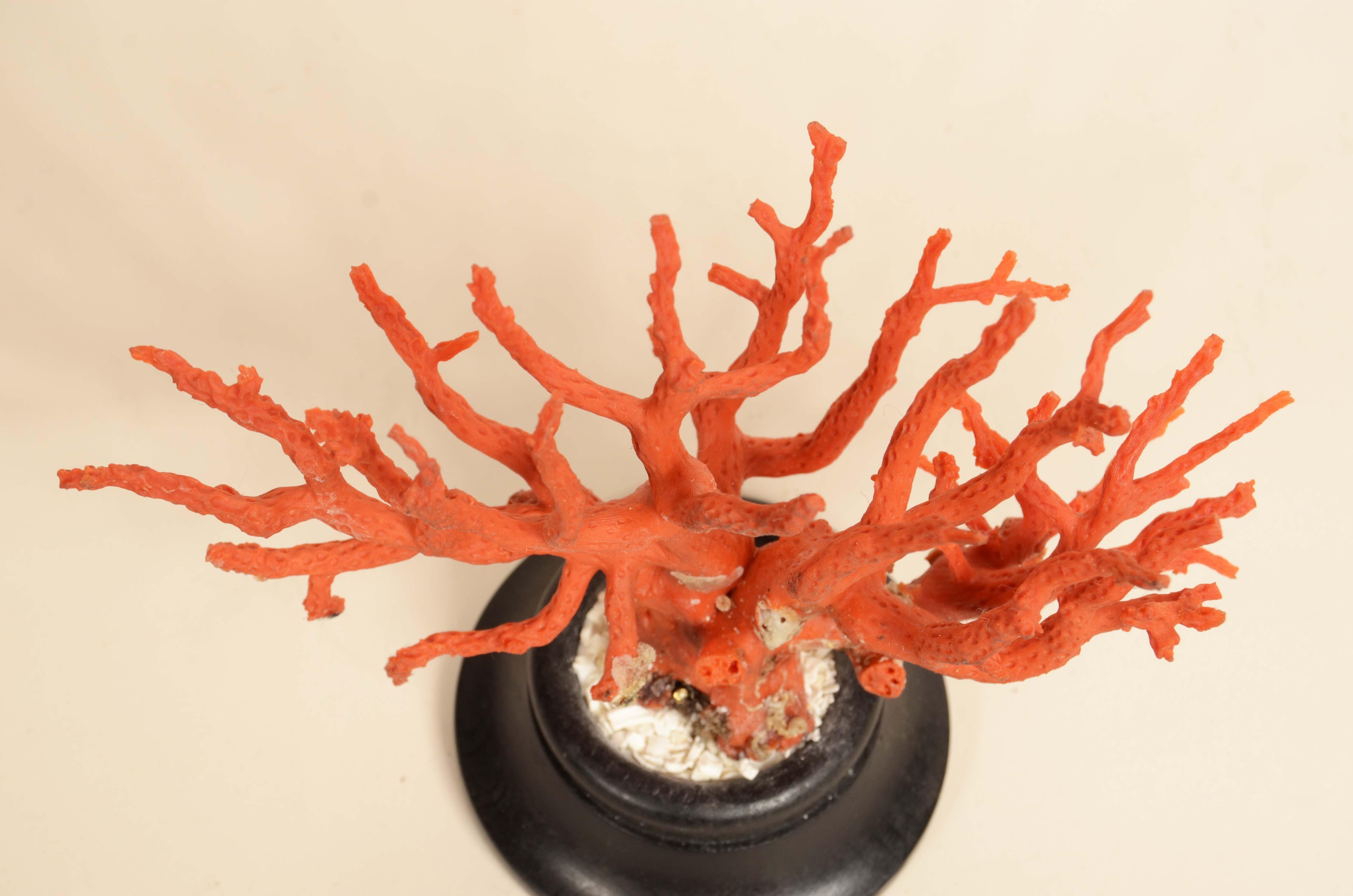 Ramo di corallo rosso del Mediterraneo risalente agli anni venti in vendita 5
