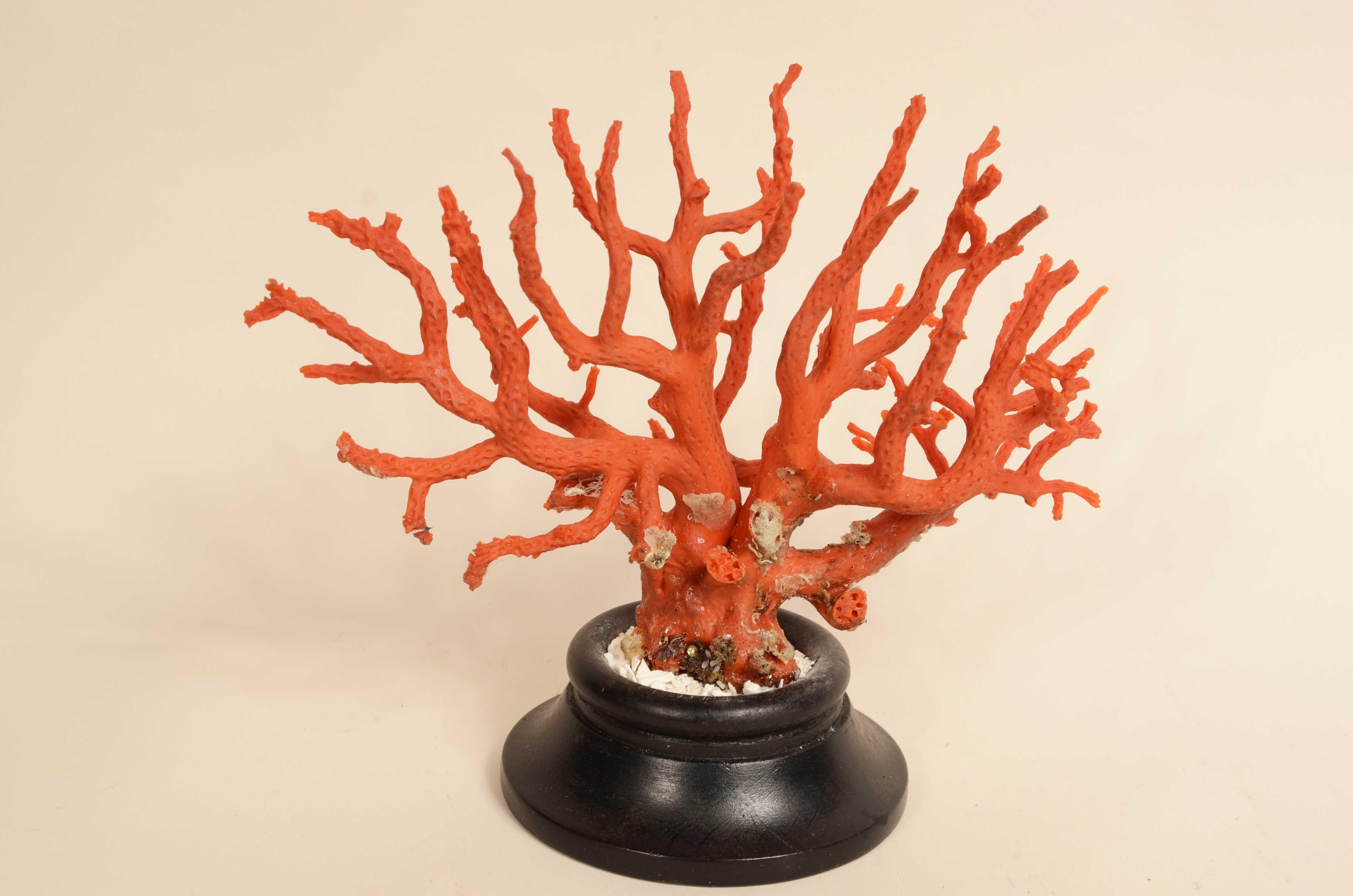 Ramo di corallo del Mediterraneo di notevoli dimensioni, risalente agli anni ’20.
Montato su base di legno tornita ed ebanizzata 
Misure corallo senza la base cm 21x8x14,5 – inches 8.3x3.2x5.8.
L'ultima foto è la confezione regalo.
Ricercato fin