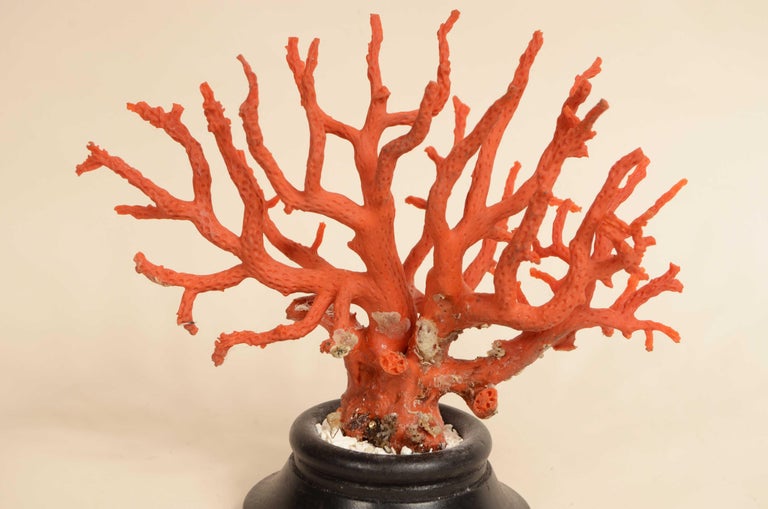 Corail Rouge Naturel Brut - Branches Rugueuses, 41 Carats, Italie, Vintage