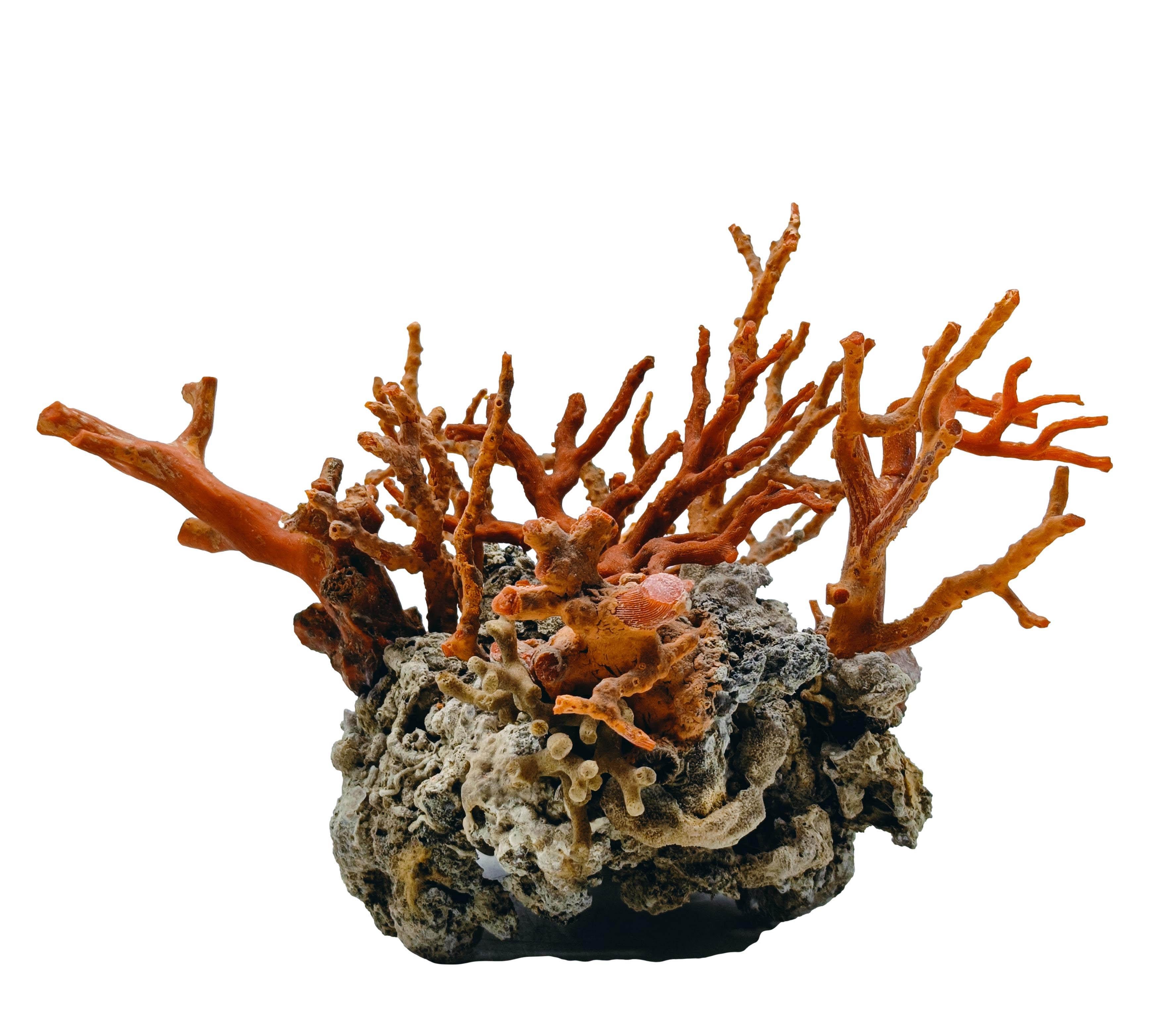 Esta exquisita escultura es una espléndida celebración de las maravillas del mar.
Rama de coral rojo mediterráneo sobre base de roca de lava