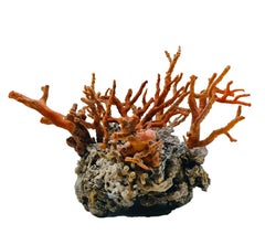 Ramo di Corallo Rosso Montato su Roccia Lavica, Italia 1970s