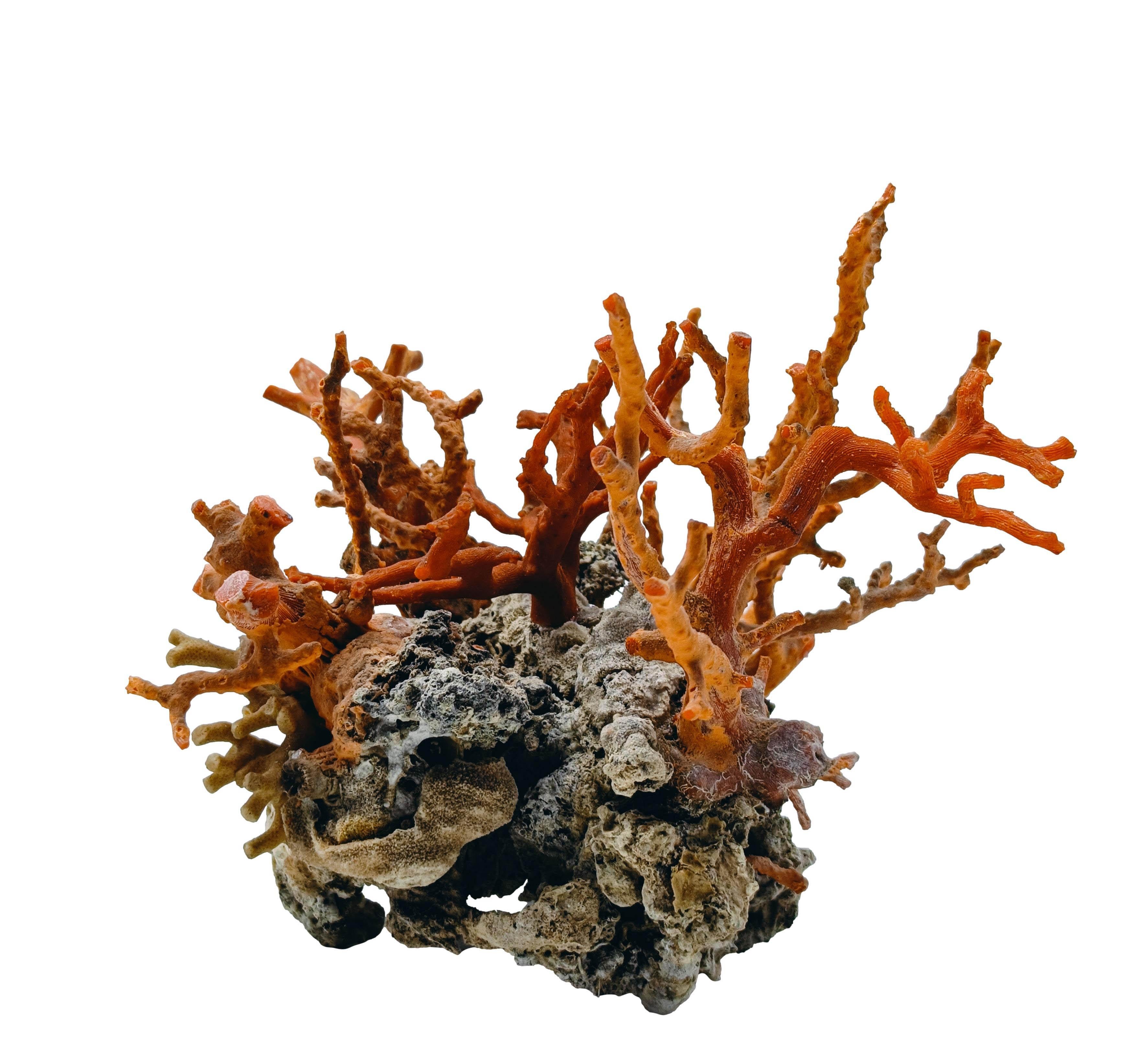 Rama de coral rojo montada sobre roca de lava, Italia Años 70 Moderno de mediados de siglo en venta