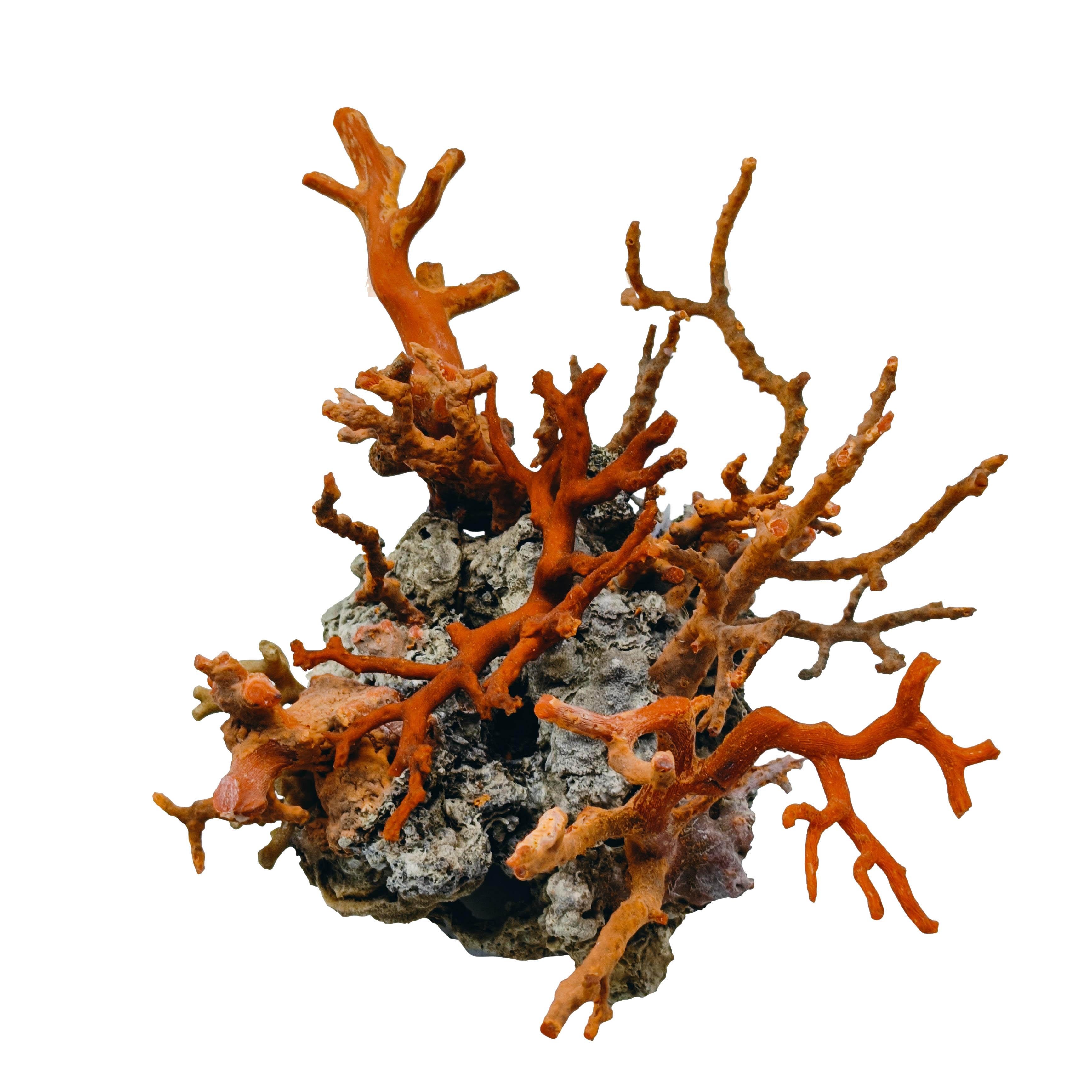 Rama de coral rojo montada sobre roca de lava, Italia Años 70 Italian en venta