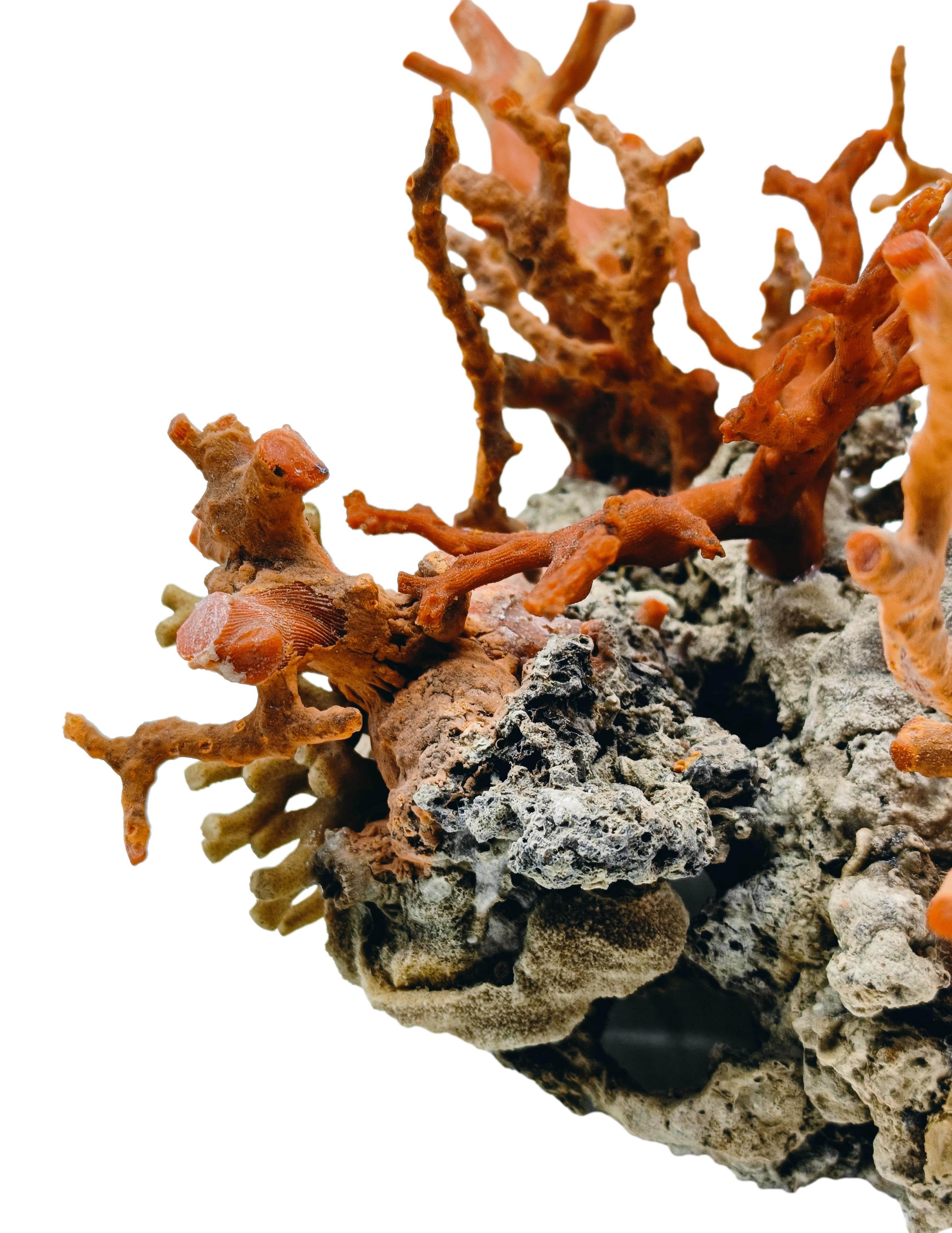 Rama de coral rojo montada sobre roca de lava, Italia Años 70 Late 20th Century en venta