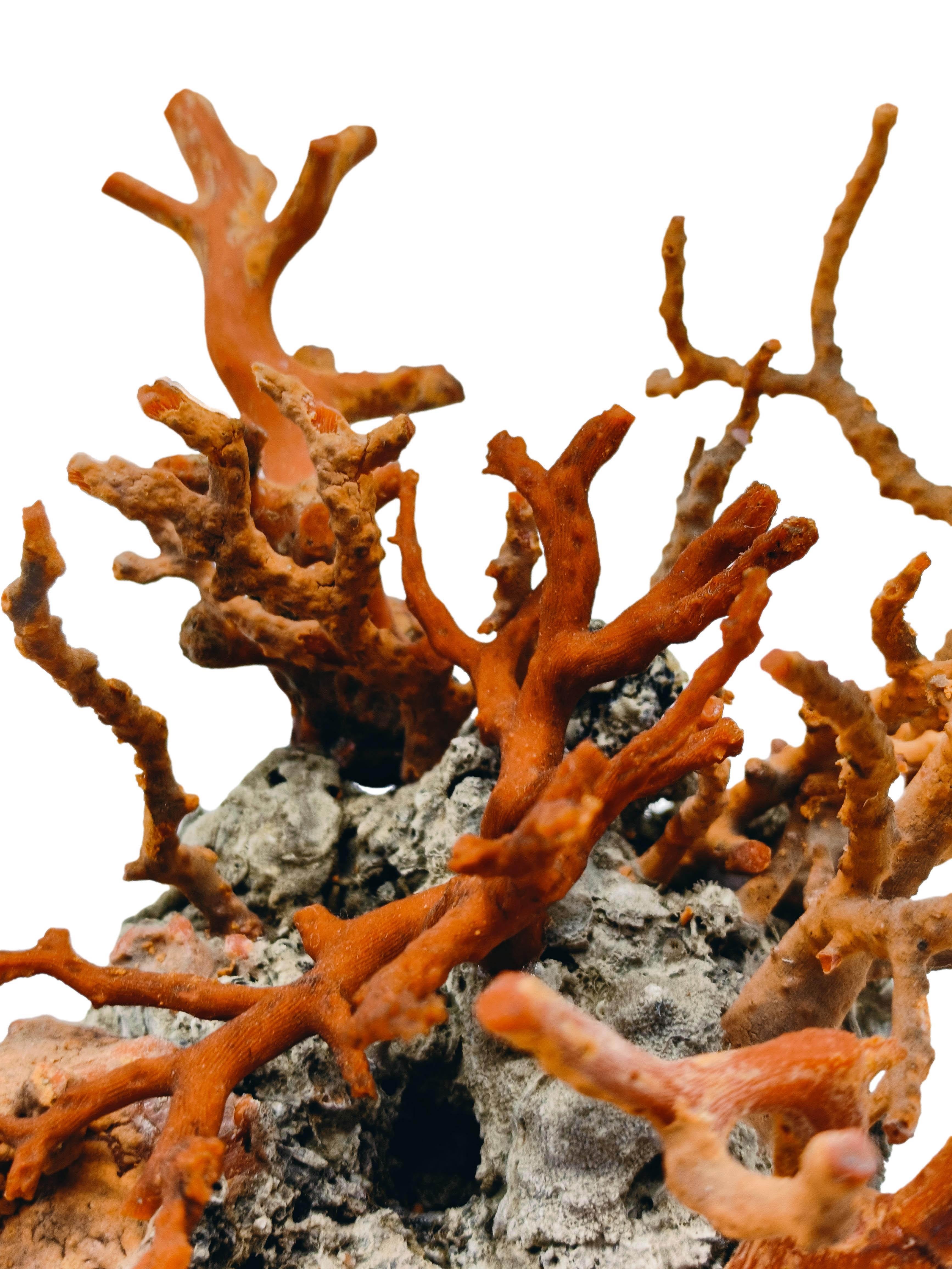 Rama de coral rojo montada sobre roca de lava, Italia Años 70 Piedra en venta