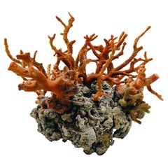 Red Coral Branch Mounted on Lava Rock, Italy 1970s